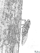 cicada Tudalennau Lliwio Y Gellir Eu Hargraffu